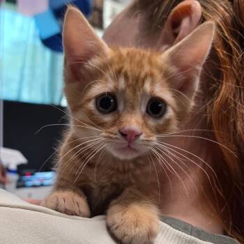 Bobby -  Domestic Short Hair Cat for Adoption in Eureka Springs, Arkansas - Bobby | PetCurious