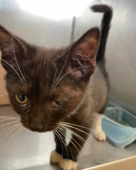 Rescue Domestic Short Hair Cats for Adoption in Bossier City, Louisiana - Titus | PetCurious