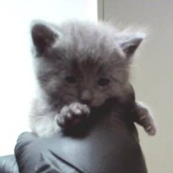 Sunny -  Domestic Short Hair Cat for Adoption in Pleasant Hill, California - Sunny | PetCurious