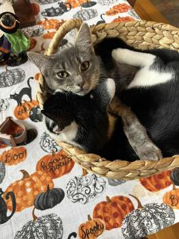 Rescue Tabby Cats for Adoption in Hawley, Pennsylvania - Titten | PetCurious