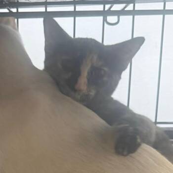 Mojave -  Domestic Short Hair Cat for Adoption in Las Vegas, Nevada - Mojave | PetCurious