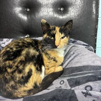 Bridget -  Domestic Short Hair Cat for Adoption in Jamestown, North Dakota - Bridget | PetCurious