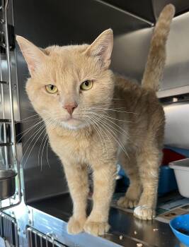 MILO (CR/SC) -  Extra Toes Cat Hemingway Polydactyl and American Shorthair Cat for Adoption in Sainte-angèle-de-monnoir, Quebec - MILO (CR/SC) | PetCurious