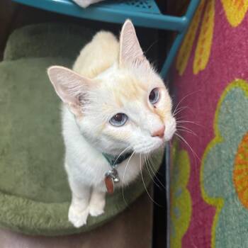 Sprout -  Domestic Short Hair and Siamese Cat for Adoption in Springfield, Missouri - Sprout | PetCurious