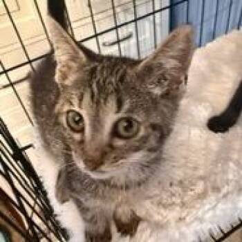Riley Hudson -  Domestic Short Hair Cat for Adoption in Merrifield, Virginia - Riley Hudson | PetCurious