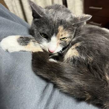 Domestic Short Hair Cats Available for Adoption - Muffin | PetCurious