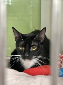 Frederica Feline -  Domestic Short Hair Cat for Adoption in Muskegon, Michigan - Frederica Feline | PetCurious