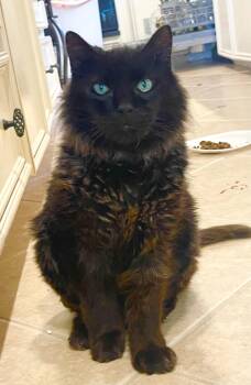 Rescue Maine Coon and Domestic Long Hair Cats for Adoption in Spring, Texas - Moki - Riley Fuzzel Petsmart | PetCurious