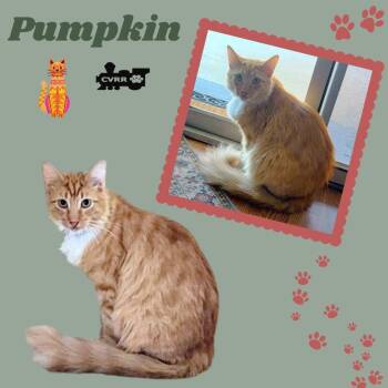 Rescue Tabby Cats for Adoption in Lindsay, California - Pumpkin (Cat) | PetCurious