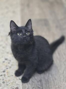 Jason Aldean -  Domestic Medium Hair Cat for Adoption in Mishawaka, Indiana - Jason Aldean | PetCurious