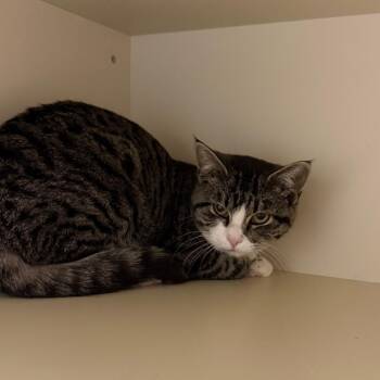 Seraphina -  Domestic Short Hair Cat for Adoption in Cody, Wyoming - Seraphina | PetCurious