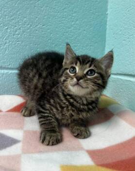 Domestic Short Hair Cats Available for Adoption in Spruce Pine, North Carolina - Rootbeer | PetCurious