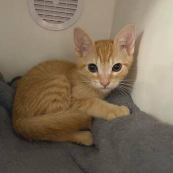 Mr. Lahey -  Domestic Short Hair Cat for Adoption in Phoenix, Arizona - Mr. Lahey | PetCurious