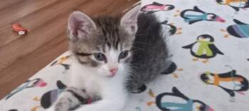 LILLY -  Domestic Short Hair Cat for Adoption in Pueblo, Colorado - LILLY | PetCurious