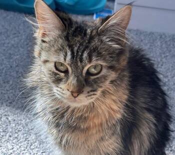 Rescue Domestic Long Hair and Tabby Cats for Adoption in Lemont, Illinois - Jovie | PetCurious