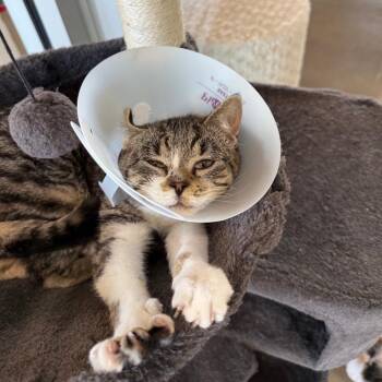 Domestic Short Hair Cats Available for Adoption - Johanna | PetCurious