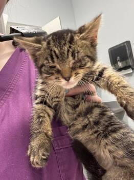Mercedes -  Domestic Short Hair Cat for Adoption in Bloomington, Indiana - Mercedes | PetCurious