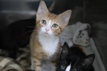 Parker -  Domestic Short Hair Cat for Adoption in Brunswick, Georgia - Parker | PetCurious