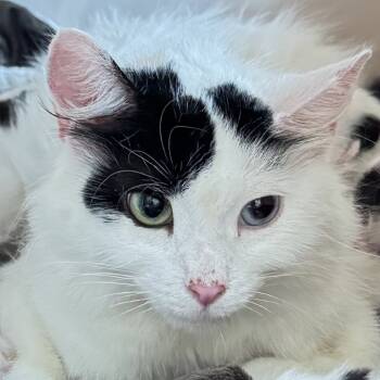 Rescue Domestic Medium Hair Cats for Adoption in Naperville, Illinois - Leilani | PetCurious