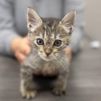 Stormy -  Domestic Short Hair Cat for Adoption in Midland, Texas - Stormy | PetCurious