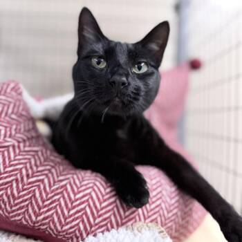 Helena -  Domestic Short Hair and Mixed Breed Cat for Adoption in Medford, Oregon - Helena | PetCurious