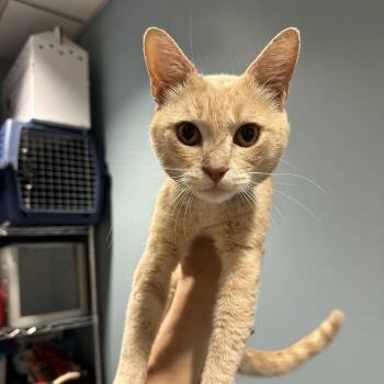 Hyatt -  Domestic Medium Hair Cat for Adoption in Chattanooga, Tennessee - Hyatt | PetCurious