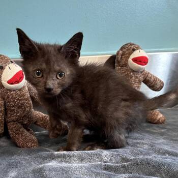 Domestic Short Hair Cats Available for Adoption in Mount Vernon, Indiana - StarCrunch | PetCurious