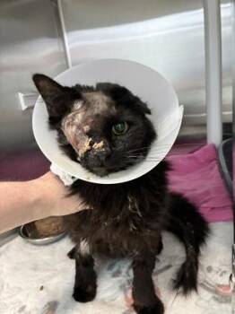 Domestic Long Hair Cats Available for Adoption in Kansas City, Missouri - Howard | PetCurious