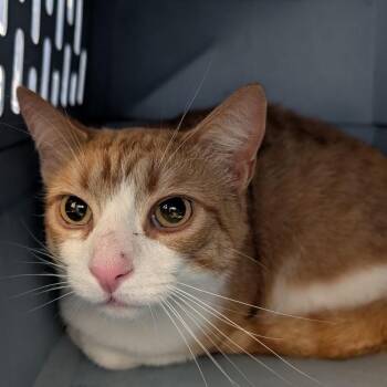 Tom-Tom -  Domestic Short Hair Cat Available for Adoption in Fairport, New York - Tom-Tom | PetCurious