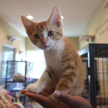 Proscioutto -  Domestic Short Hair Cat for Adoption in Saint Charles, Missouri - Proscioutto | PetCurious