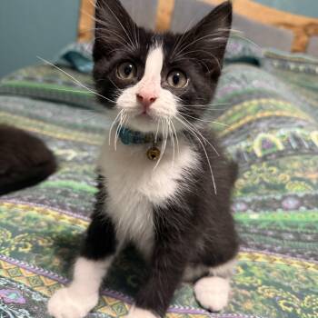 Ty - North Conroe Petsmart -  Domestic Medium Hair and Tuxedo Cat for Adoption in Spring, Texas - Ty - North Conroe Petsmart | PetCurious