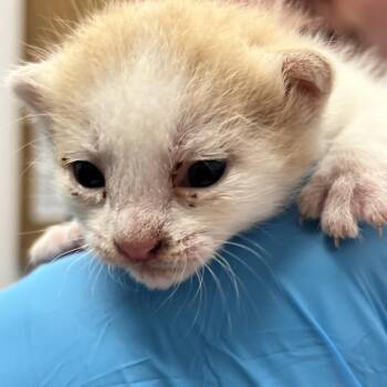 Strudel -  Domestic Short Hair Cat Available for Adoption in West Palm Beach, Florida - Strudel | PetCurious
