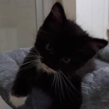 Domestic Medium Hair Cats Available for Adoption in Greensboro, North Carolina - Burberry | PetCurious