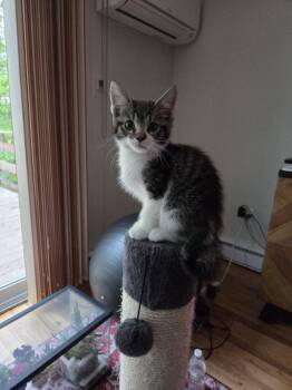 Elektra -  Domestic Short Hair Cat for Adoption in Elmsford, New York - Elektra | PetCurious