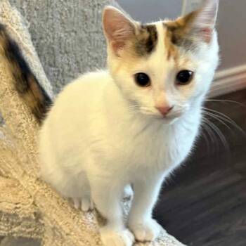 Rescue Calico Cats for Adoption in Hamilton, Ontario - Cabernet - A Sweet Little Lady | PetCurious