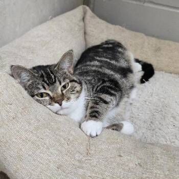 Chica -  Domestic Short Hair Cat for Adoption in Waterloo, Iowa - Chica | PetCurious