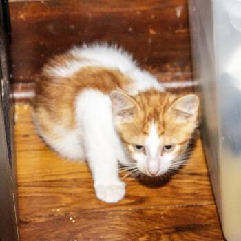 Uno -  Domestic Short Hair Cat for Adoption in Wichita, Kansas - Uno | PetCurious