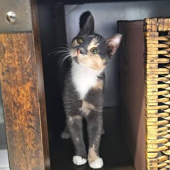 Hera -  Dilute Calico Cat for Adoption in Endicott, New York - Hera | PetCurious
