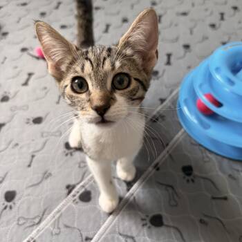 Toby -  Tabby Cat for Adoption in Wanaque, New Jersey - Toby | PetCurious