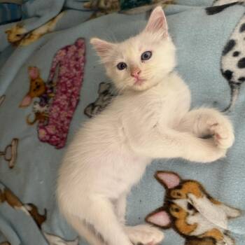 Rescue Siamese and Domestic Medium Hair Cats for Adoption in Houston, Texas - Blizzard | PetCurious