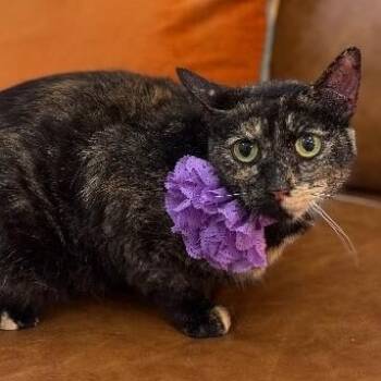 Ella Meowling -  Tortoiseshell and Domestic Short Hair Cat for Adoption in Friendswood, Texas - Ella Meowling | PetCurious