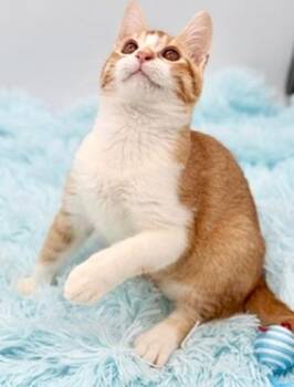 Gleep -  Domestic Short Hair Cat for Adoption in Covington, Louisiana - Gleep | PetCurious