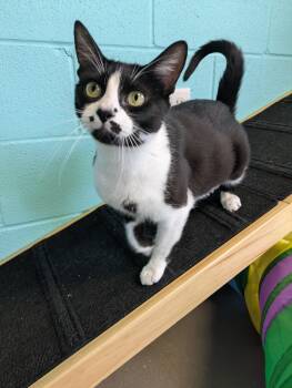 Petite -  Domestic Short Hair Cat for Adoption in Bisbee, Arizona - Petite | PetCurious
