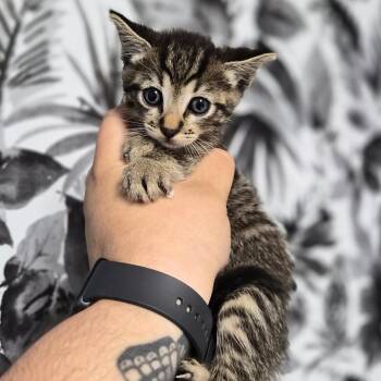 Domestic Short Hair Cats Available for Adoption in Wahiawa, Hawaii - Otter | PetCurious