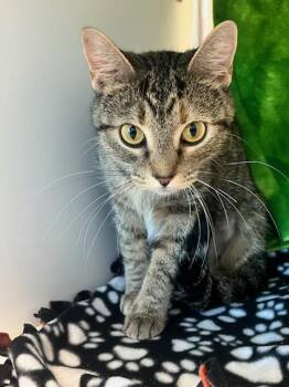 Joan Cena (ID 52001) -  Domestic Short Hair Cat for Adoption in Manassas, Virginia - Joan Cena (ID 52001) | PetCurious