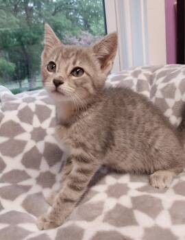 Pongo * IN FOSTER * -  Domestic Short Hair Cat for Adoption in South Bend, Indiana - Pongo * IN FOSTER * | PetCurious