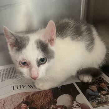 Henry -  Domestic Short Hair Cat for Adoption in Marshall, Virginia - Henry | PetCurious