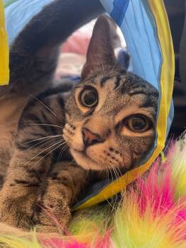 Rescue Domestic Short Hair Cats for Adoption in Arthur, Ontario - Treble | PetCurious