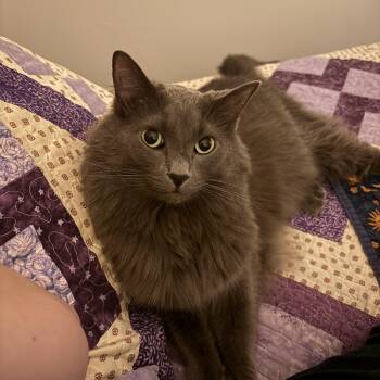 Flokie -  Domestic Long Hair Cat for Adoption in Blaine, Minnesota - Flokie | PetCurious