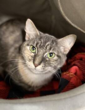 Domestic Short Hair Cats Available for Adoption in Pawleys Island, South Carolina - Monica | PetCurious